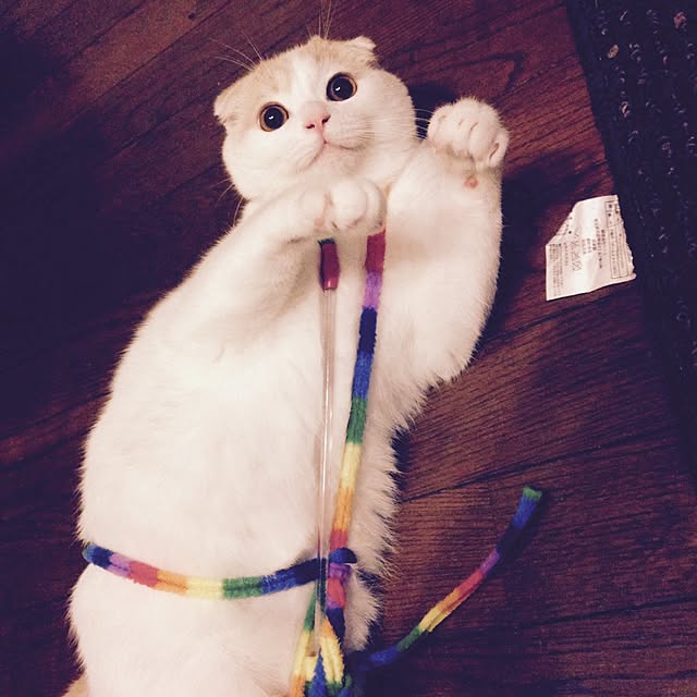 onojiijiさんの実例写真