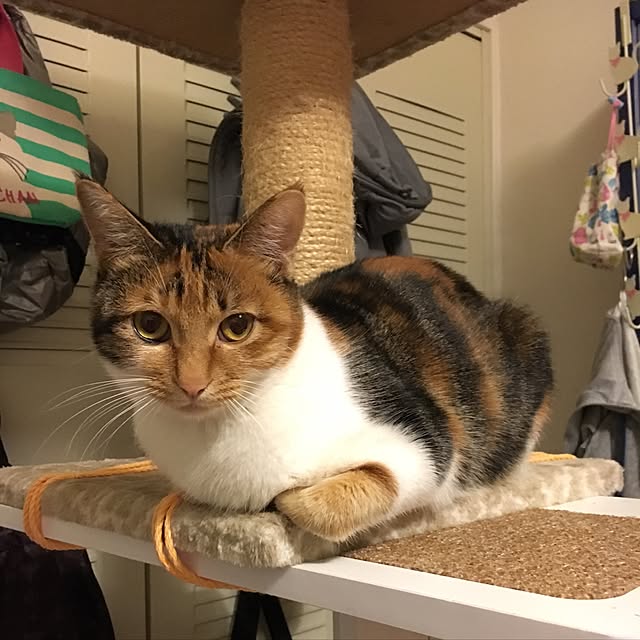 miyabiさんの実例写真