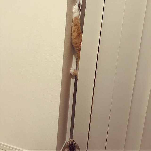 foxcave_nwさんの実例写真