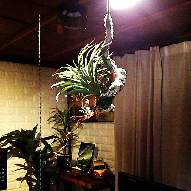 ringarintonさんの実例写真