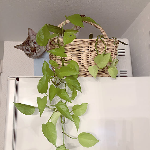 noelさんの実例写真