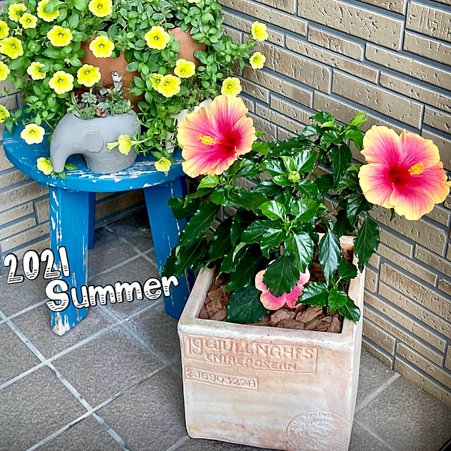 Alohaさんの実例写真