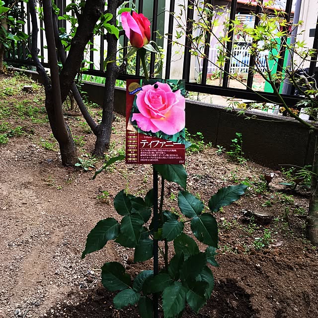 m-ktry.0530mikaさんの実例写真