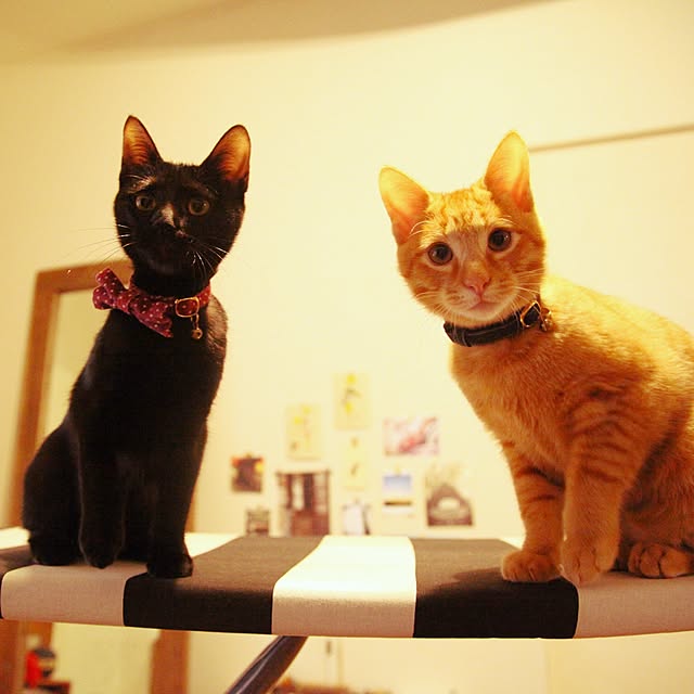 kayuraさんの実例写真