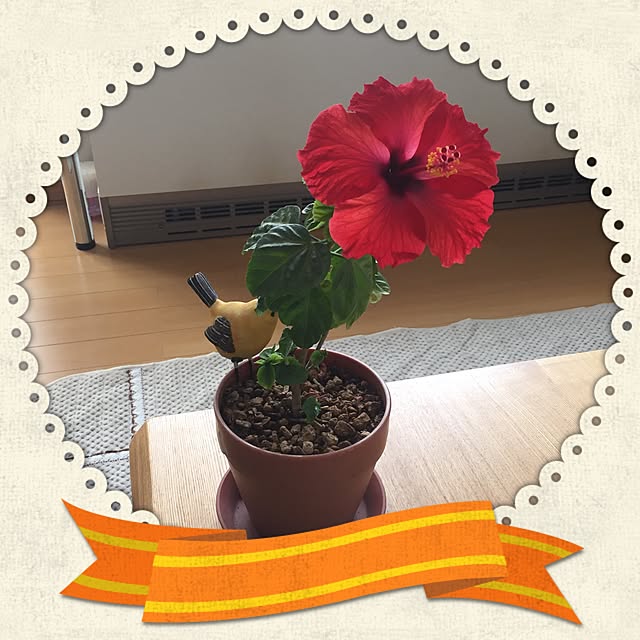 hiroranさんの実例写真