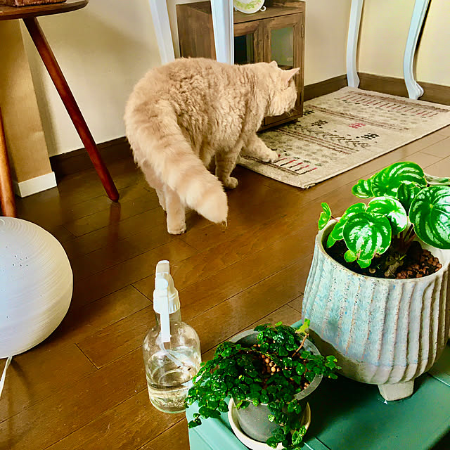 naokoさんの部屋