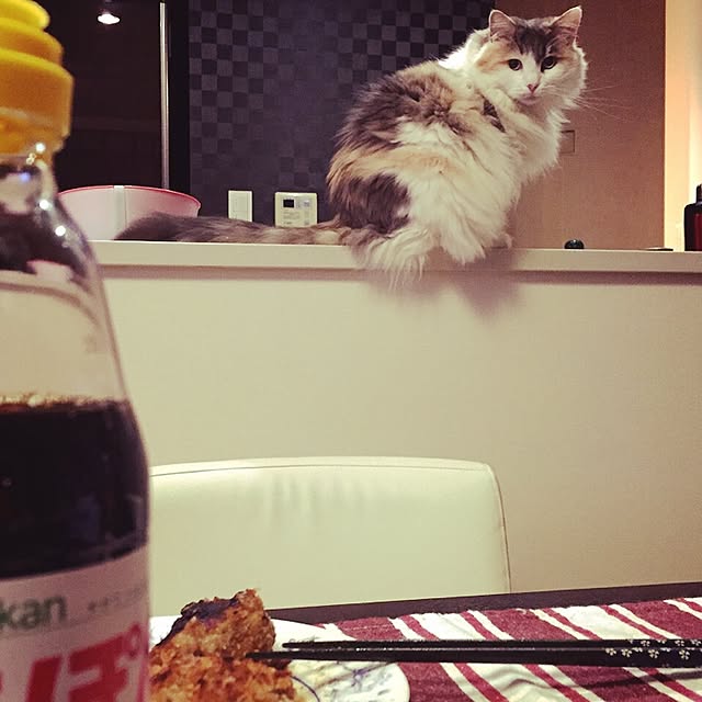 キッチン/唐揚げと猫のインテリア実例 - 2015-02-24 12:50:55