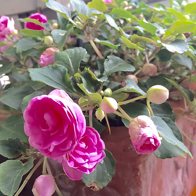 Naomiさんの実例写真