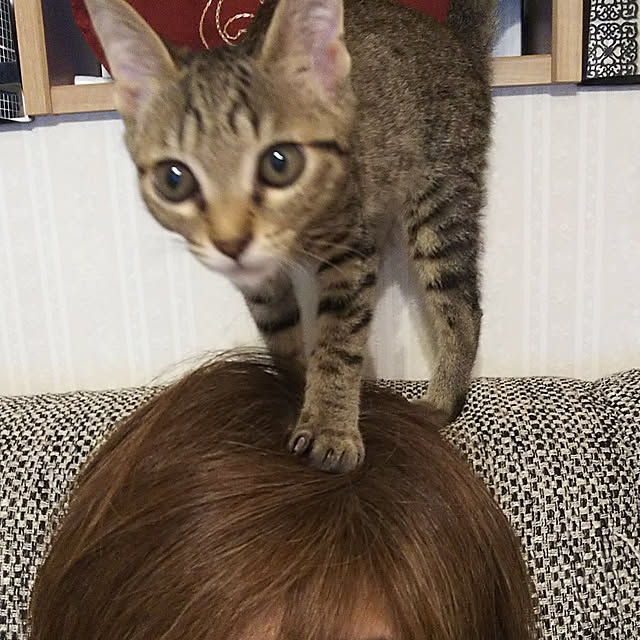 実例写真