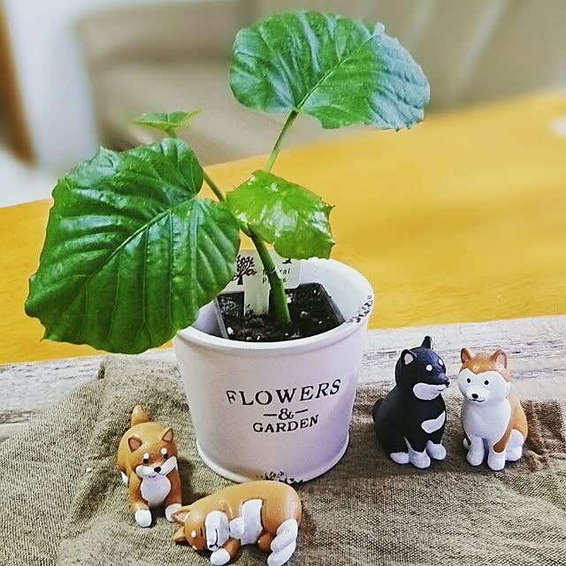 midoriさんの実例写真