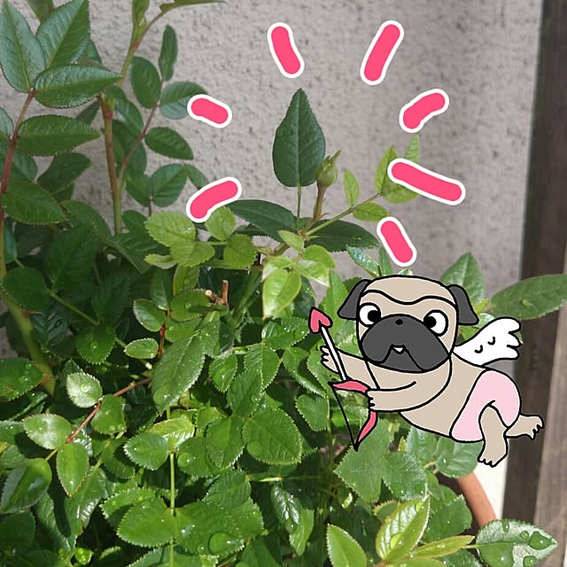 gurikoさんの実例写真
