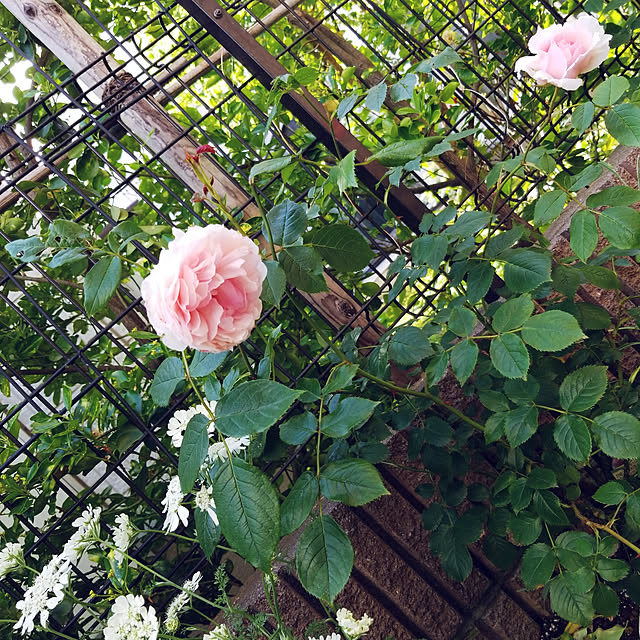 mimi828さんの実例写真