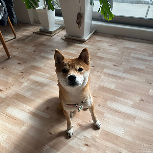 yumomitoさんの部屋