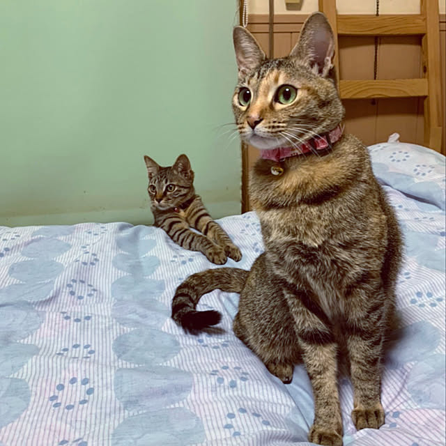 mohhaさんの実例写真