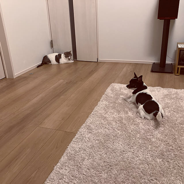 mmocanさんの実例写真