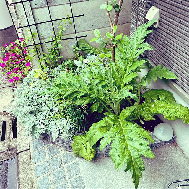 betty_ouchi-daisukiさんの実例写真