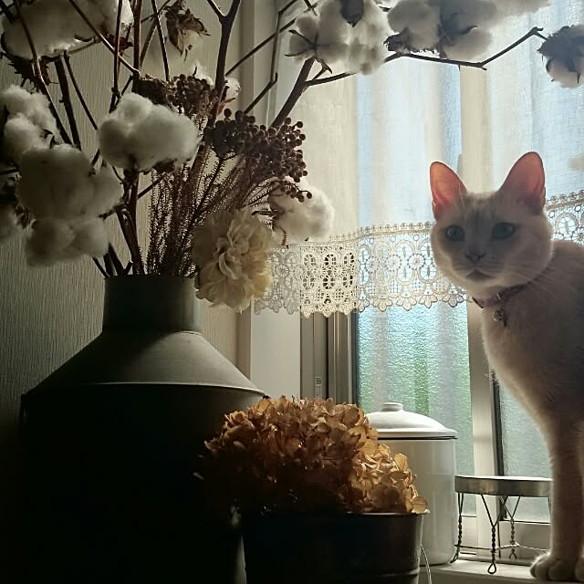 jijikikireiさんの実例写真
