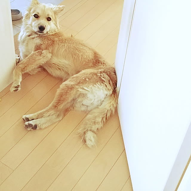 kaoriさんの実例写真
