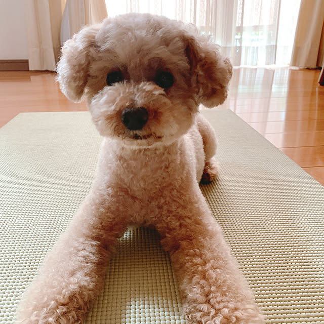 Momoさんの部屋