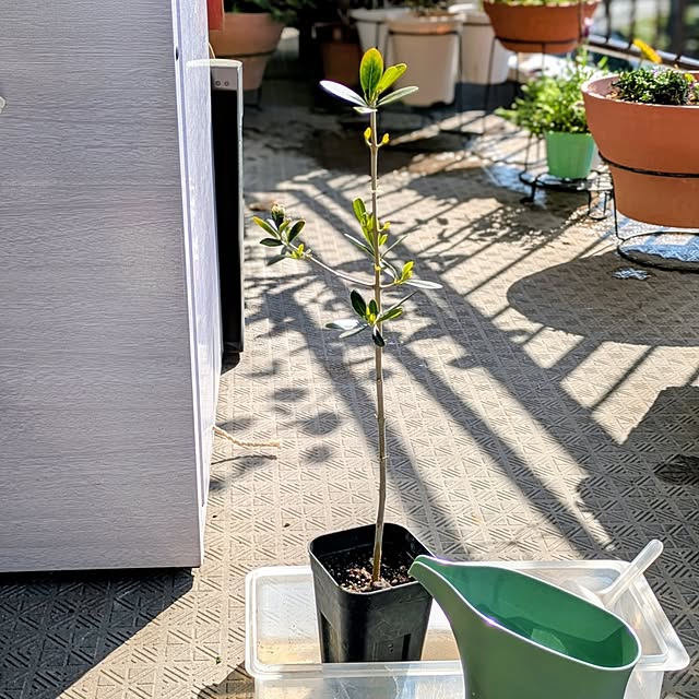 mi-saさんの実例写真