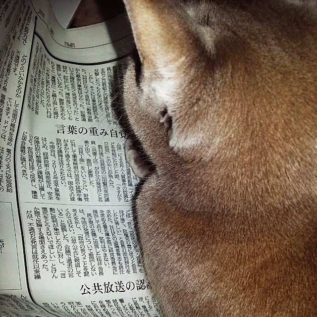 Yukikoさんの実例写真