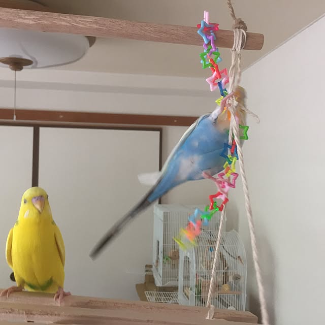 torihanaさんの実例写真