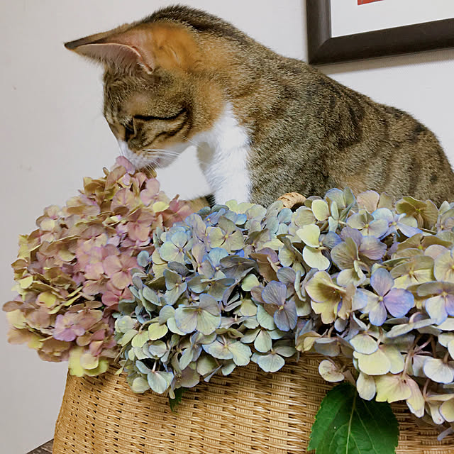 nobikoさんの実例写真