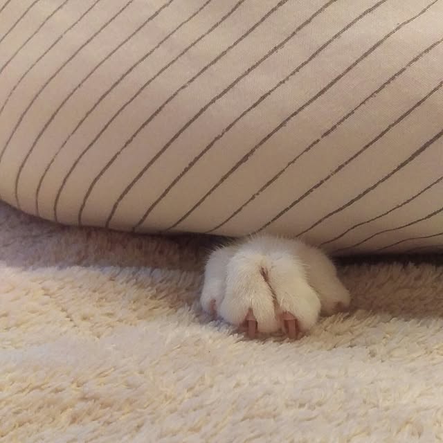 yossyさんの実例写真