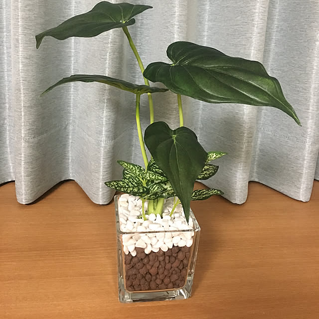 観葉植物のある暮らし/ニトリ/観葉植物/部屋全体のインテリア実例 - 2019-03-16 19:44:00