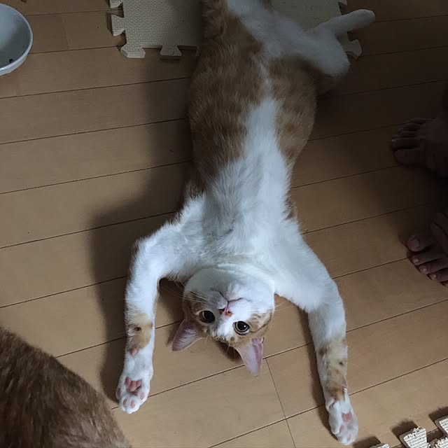 kaihazuさんの実例写真