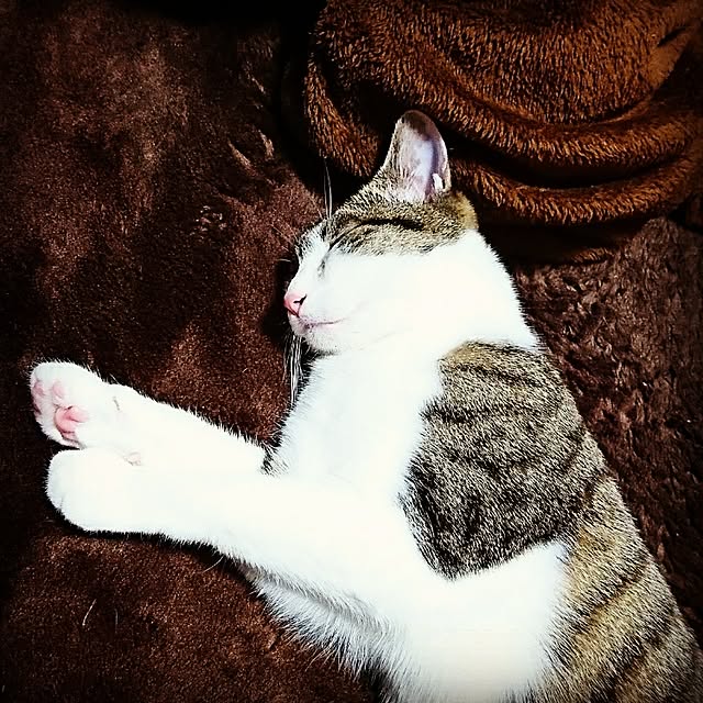 kiraさんの実例写真