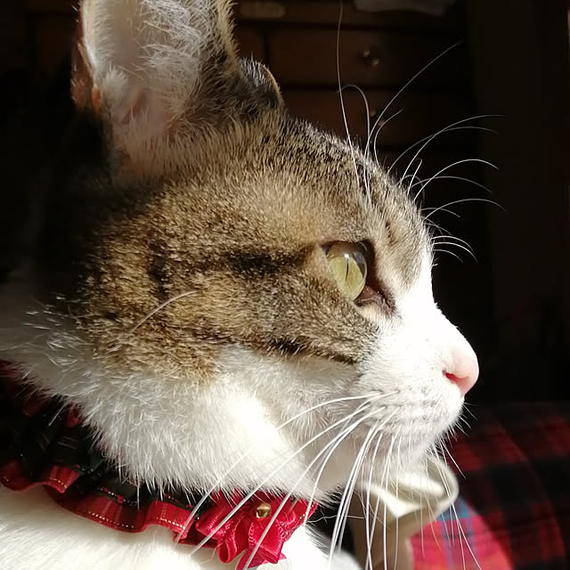 teruminさんの実例写真
