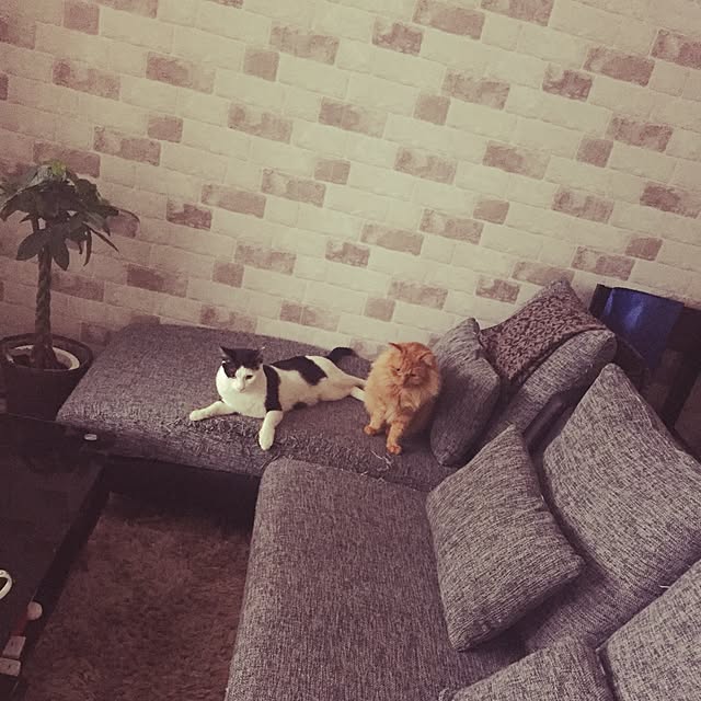 chemmyさんの実例写真