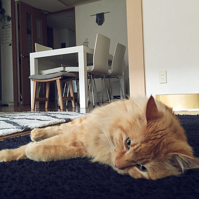 Ryokoさんの実例写真