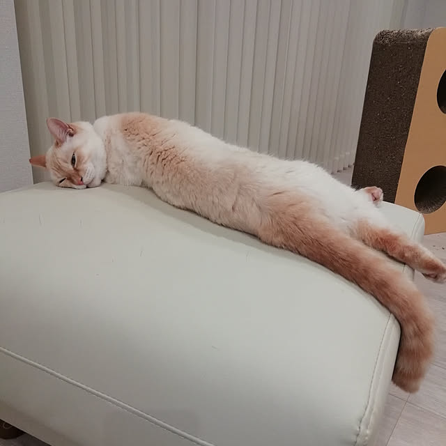 nikeyamaさんの実例写真