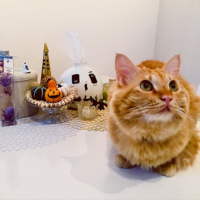 Ryokoさんの実例写真