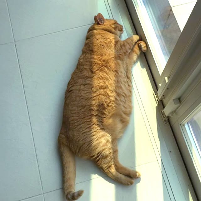 minakoさんの実例写真