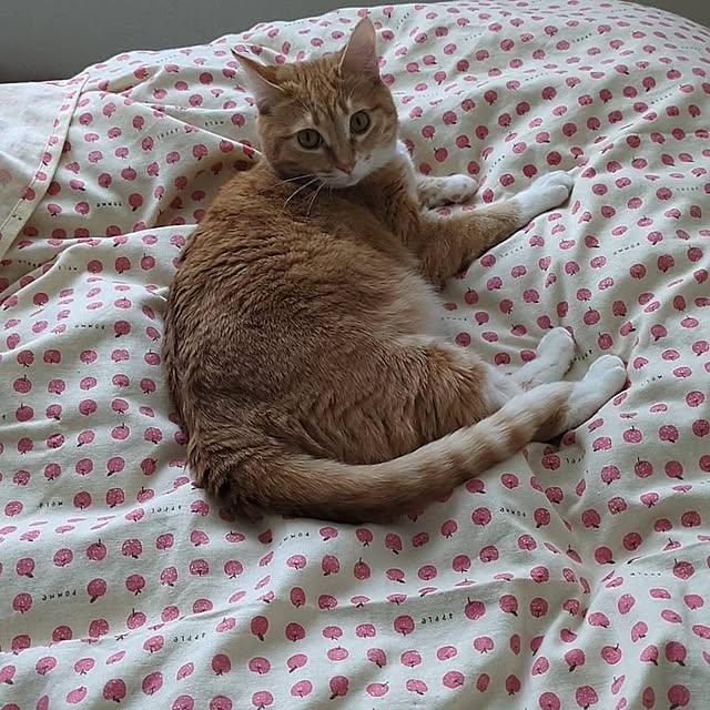 minnieさんの実例写真