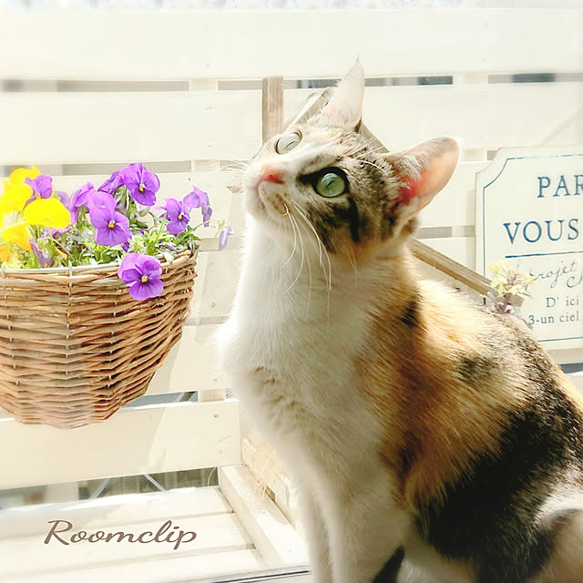 Yoko.555さんの実例写真