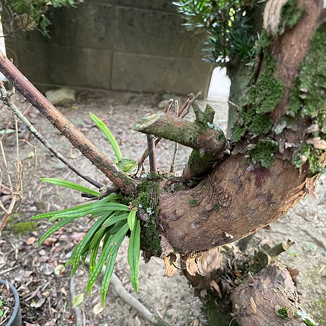 shin0719さんの実例写真