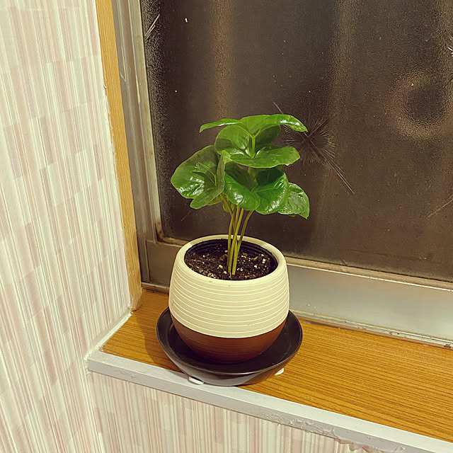 qemonさんの実例写真