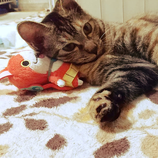 ayuchanmanさんの実例写真