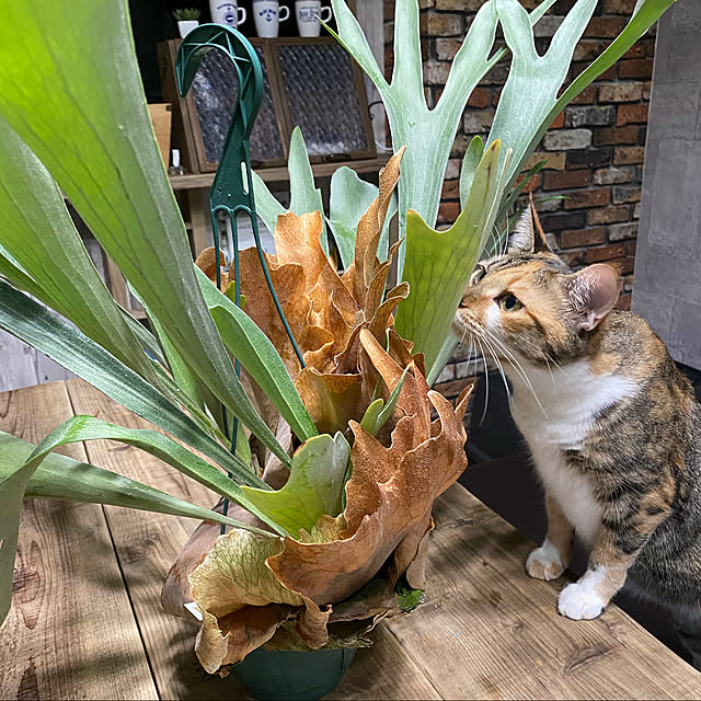 コウモリラン/猫/観葉植物/ガーデニング/カフェ風...などのインテリア実例 - 2020-07-15 22:45:18