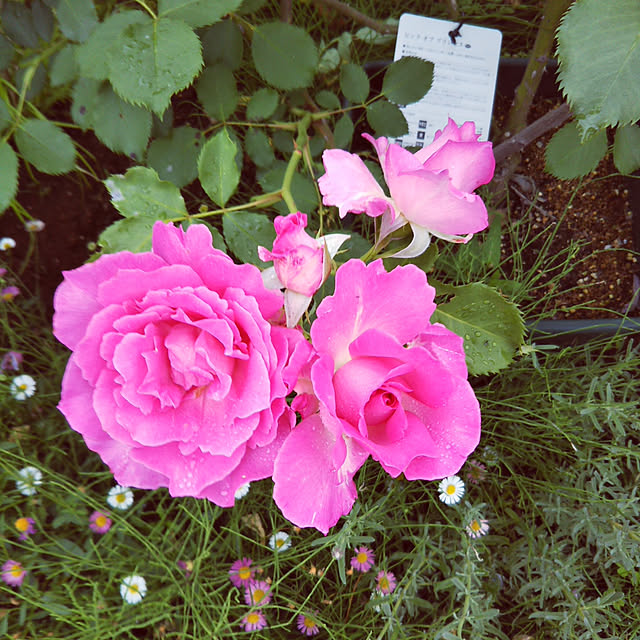 sa.yさんの実例写真