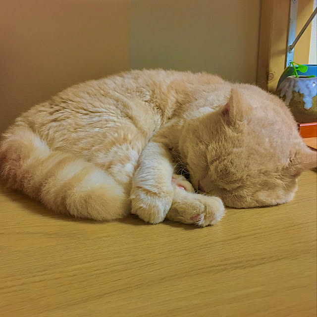 naokoさんの実例写真