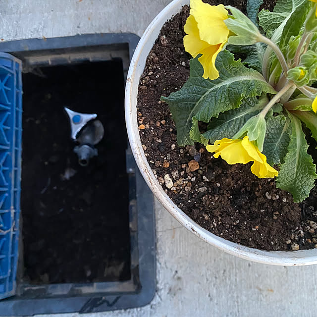 senbei.sakuramochiさんの部屋