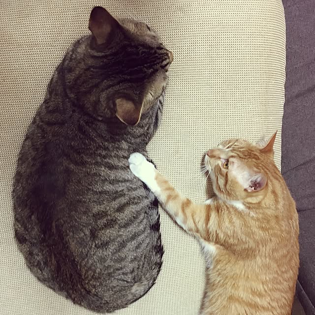 baronkotarouさんの実例写真
