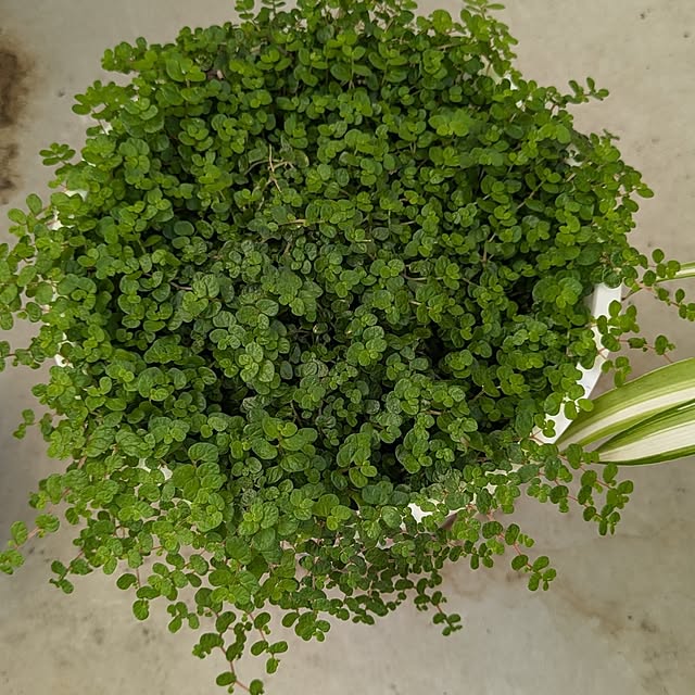 monnさんの部屋