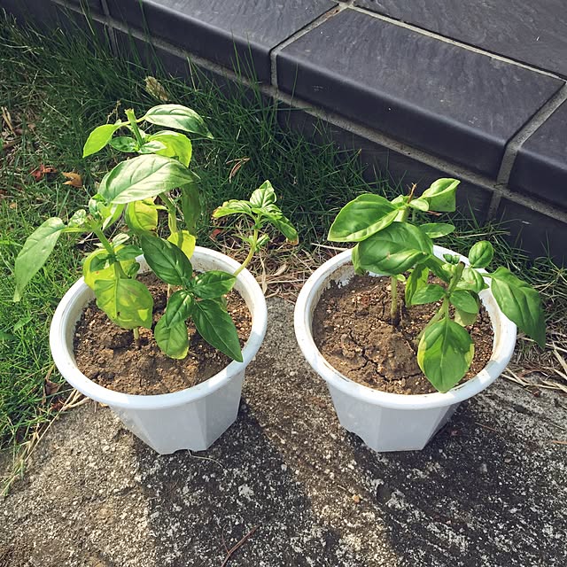 420pannaさんの実例写真