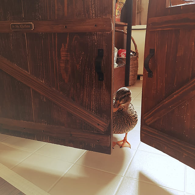akiさんの実例写真